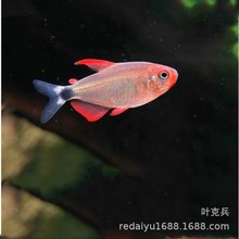 �Ϻ��Ꭷ�~�^�p�~���l��ħ�P�ٌ��{���M�A���~�ݸ�������