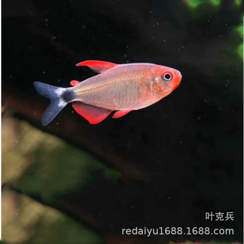 Шанхай тропическая рыба декоративные рыбы оптом демон Кэти сокровище Лев лампа усовершенствованная лампа рыба трава бак южноамериканский танк