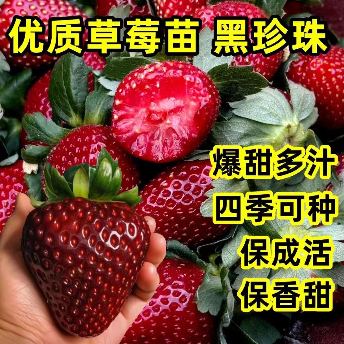 草莓苗黑珍珠草莓种苗带土发货阳台纯甜四季奶油草莓苗水果盆栽