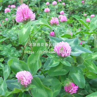 ���\�ݷN�ӾGֲ�e��ͥԺ�@�־G������ƺ�̨���~�����ļ��׷Nֲ��