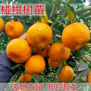��������ո����J�̘���޽���������ϱ����Nֲ���Ե��Ԯ���Y��