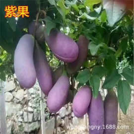 批发香蜜瓜果树苗无籽八月炸瓜苗四季种植三叶木通南方八月瓜树苗