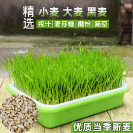 双层育苗盘筛土筛子叶插多肉无土栽培水培蔬菜豆芽苗菜种植育苗盘