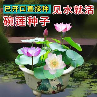 ˮ���ļ���ɏ �o��ˮ�໨����ˮ˯ɏ �_����ɏ�N�����҃��^�pˮ�B