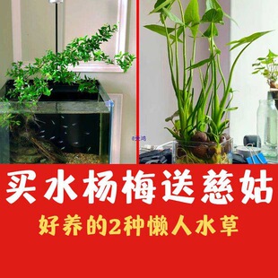 ˮ÷ʹȹˮˮֲˮꑸ҃ȾGֲ~쾰ֲ