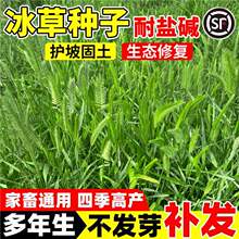 扁穗冰草种子护坡固土荒漠恢复抗风沙耐盐碱多年生蒙古冰草草籽