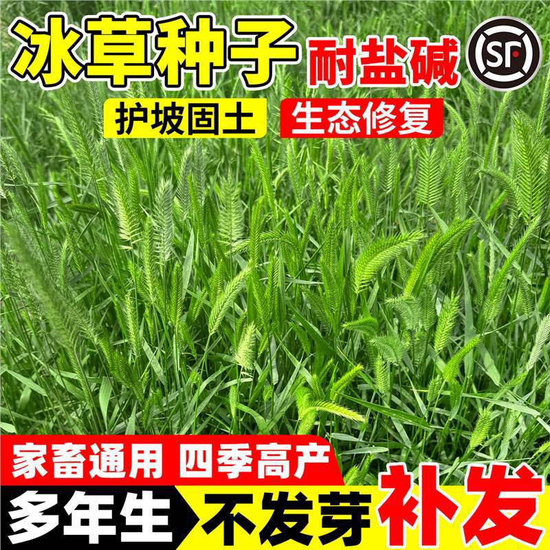 扁穗冰草种子护坡固土荒漠恢复抗风沙耐盐碱多年生蒙古冰草草籽