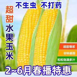 ���ˮ�����׷N�Ӵ������߮a�����������ļ����Դ���Nֲ�N��