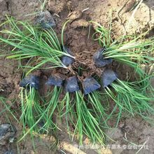 麦冬草青州花卉批发 麦冬苗杯苗工程绿化园林苗木麦冬地被植物