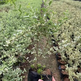 ���~Ůؑ���l ���~Ůؑ�r�� ����ֱ�N �@�־G��������ľ ؛Դ����