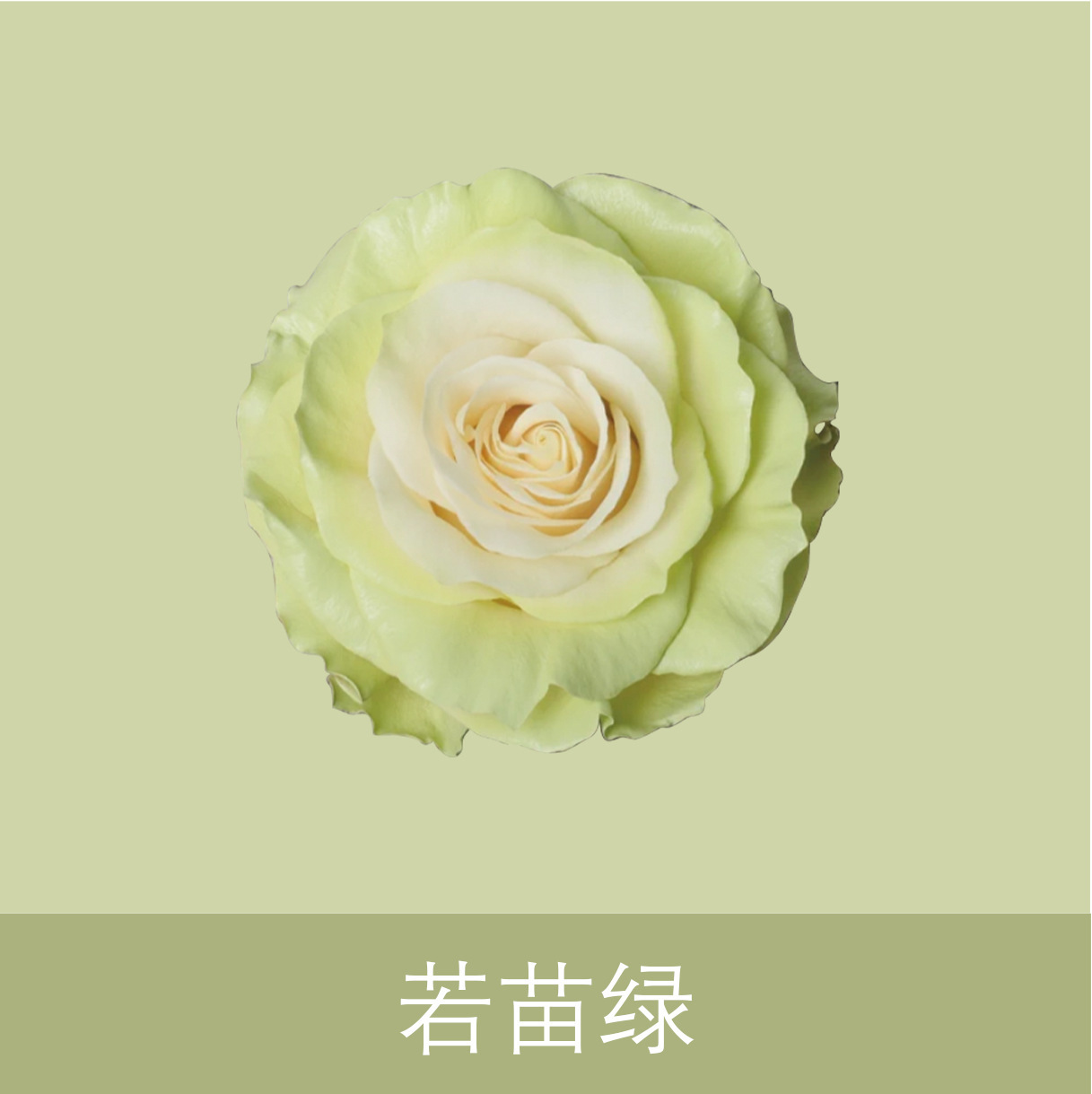 Material de embalaje de flores frescas Agente de tinción en aerosol de flores secas Salsa de ciruela negra Pintura en aerosol de flores Pintura en aerosol de flores Agente de color de flores