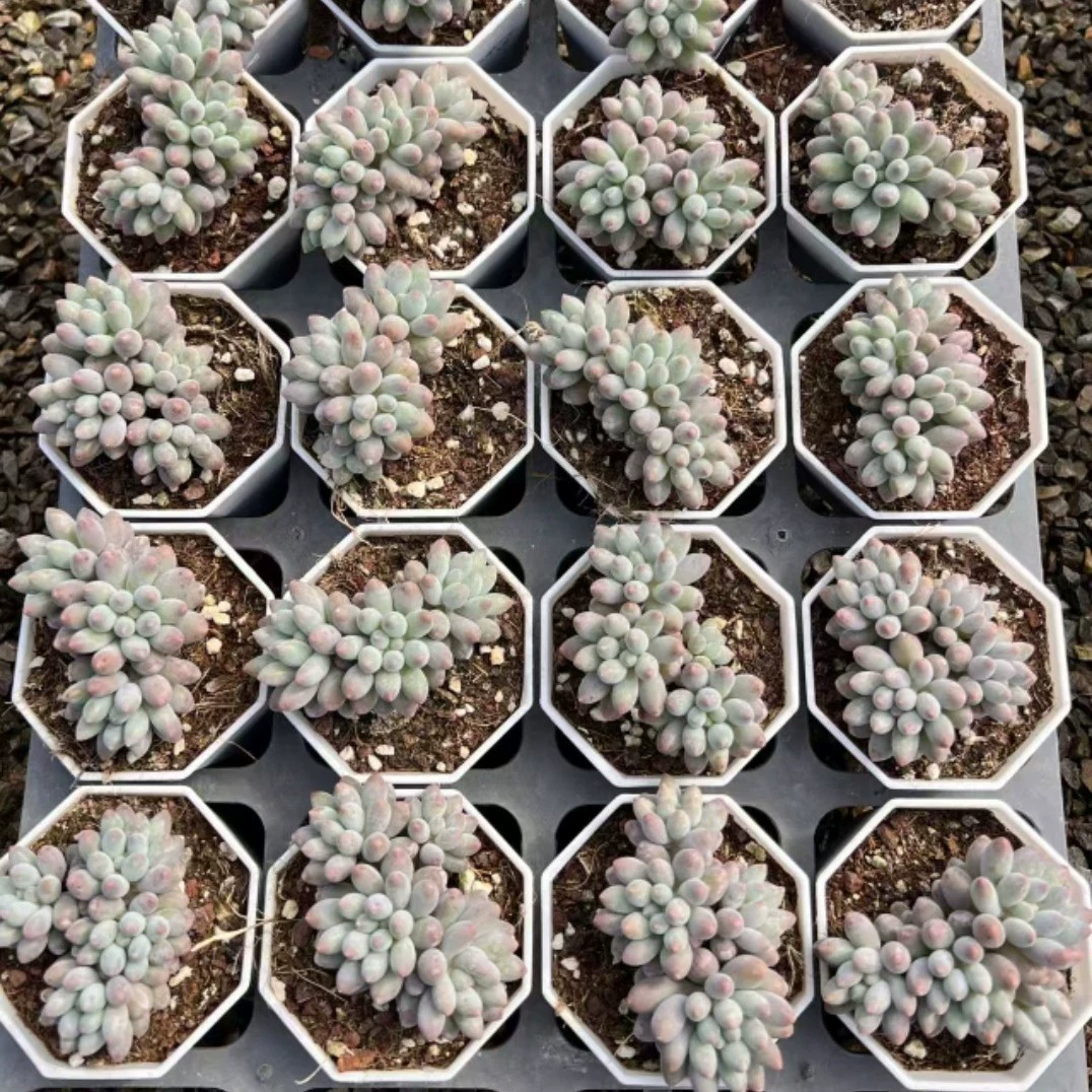 Суккуленты «Детские пальчики», 2-3 головки, реальные фото, горшок 6,5 см, суккулентные растения, прямые поставки с фабрики, скидки при оптовых закупках.