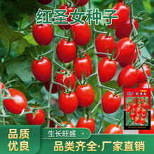 千禧圣女果种子超甜圣女果苗四季播种红圣女果种子樱桃小番茄种籽