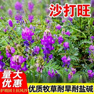 护坡固土草坪草种子批发-1688夏季雨季专用高发芽率草籽