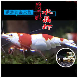 红白水晶虾观赏虾淡水工具虾除藻虾冷水耐活体高端水晶虾鲜活观赏