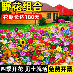Wildflower Combination Grass Flower Seeds Bloom in All Seasons Cosmos Gesang Flower Zinnia Marigold Sunflower Seeds