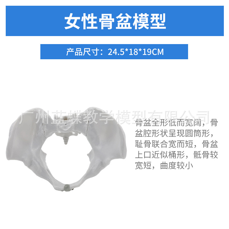 ��̬��ѧ����ɻŮ�Թ��輰�ӹ�ģ����ǻ�ṹ������׼��⿵��