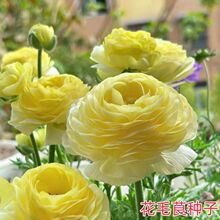 花毛茛种子重瓣进口洋牡丹花阳台庭院浓香型懒人花卉芹叶牡丹花籽
