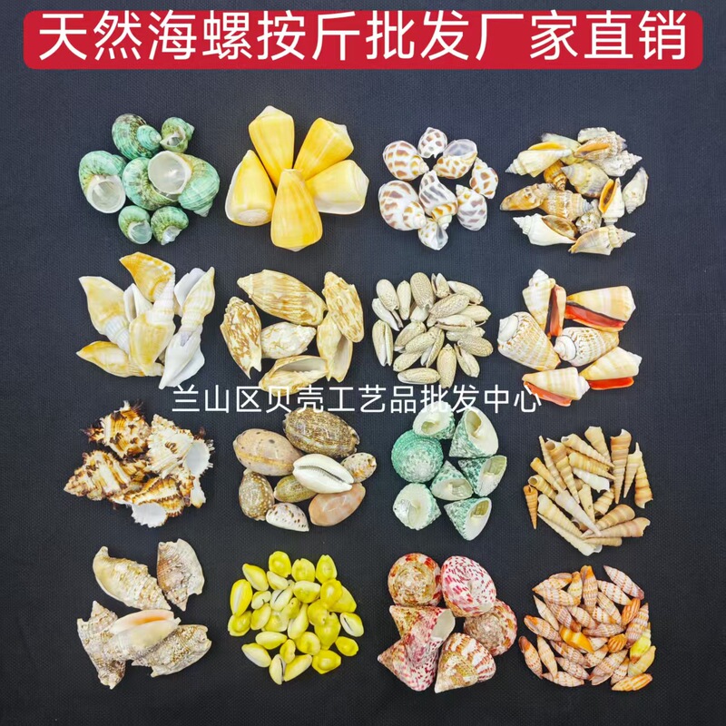 Natural Conch Shells, Conch Shells Sold by the Pound, Shell Crafts, Diy, Various Handmade Shell and Conch Materials Natural Conch Shells, Conch Shells Sold by the Pound, Shell Crafts, Diy, Various Handmade Shell and Conch Materials