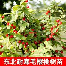 Ұ��ɽ���Ҙ���|��ë���Ҙ����Ϸ�����С�����̨���Ե��Թ�����