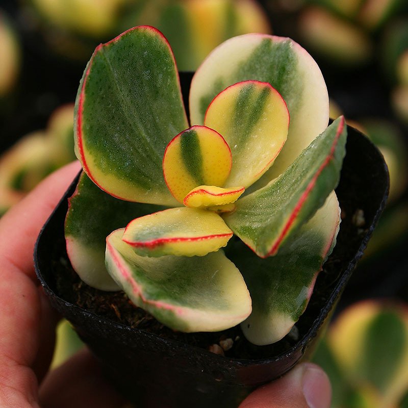 새로운 Huayuejin 4-5cm (플라스틱 화분에 심고 배송)