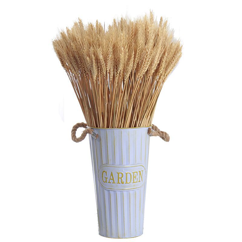 보리 기본 색상 50