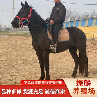 河南洛阳啊拉伯半血马哪里有卖的 纯血马价格 买马去哪里好