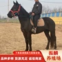 河南洛阳马