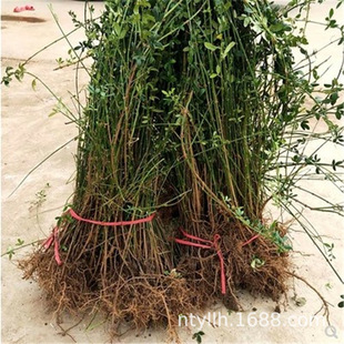 ӭ紹BNͥԺ̨GԵͺֲ