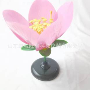 Manufacturers Supply Peach Blossom Model Peach Blossom Internal Structure Amplification Model Junior High School Biological Experiment Teaching Instrument