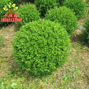 Small-Leaf Boxwood Ball Melon Seed Boxwood All-Season Evergreen Villa Ground Planting Courtyard Flower Bed Cold-Resistant Greenery Plant Fence Wall