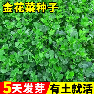 �𻨲˷N���Ϻ����^�N���߲˷N�������ļ��Nֲ�߮a���~�S�����^��