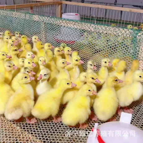 小鹅活苗四季大白鹅苗产蛋王幼苗皖西鹅崽三花鹅仔儿童宠物鹅活体