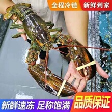 冰鲜速冻大波龙新鲜鲜活红龙澳洲龙虾波士顿龙虾活的特大号帝王蟹