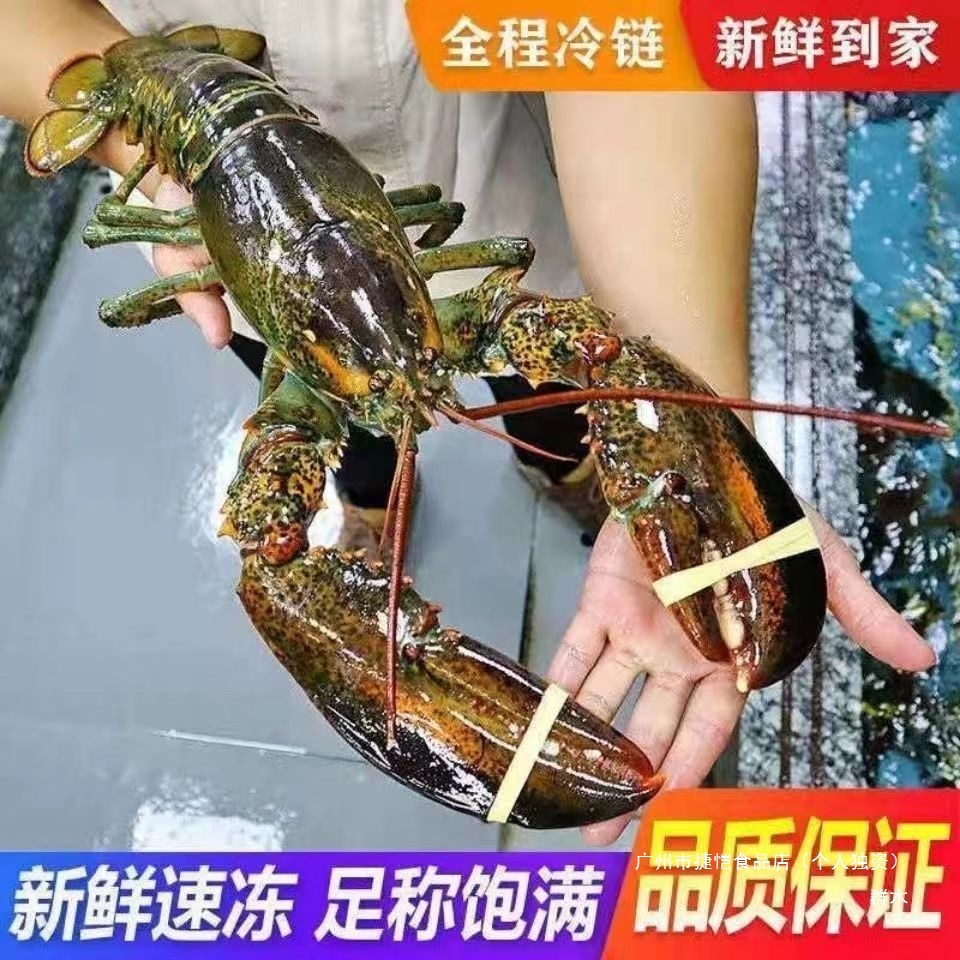 冰鲜速冻大波龙新鲜鲜活红龙澳洲龙虾波士顿龙虾活的特大号帝王蟹