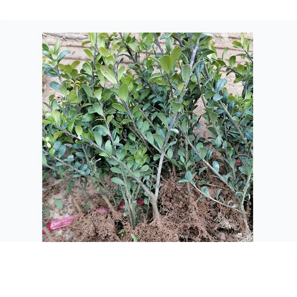 Питомник самостоятельного производства и продажи черепахи рассады падуба черепаха саженцы падуба черепаха рассады пада все виды саженцев