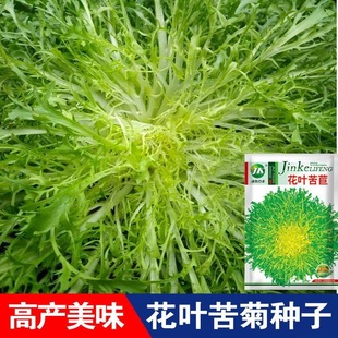 Chicory Seeds, Chicory Seeds, Sprouts, Potted Vegetable Seeds, Larvae Seeds, Sowing Lettuce and Green Vegetables in Spring, Autumn and Winter