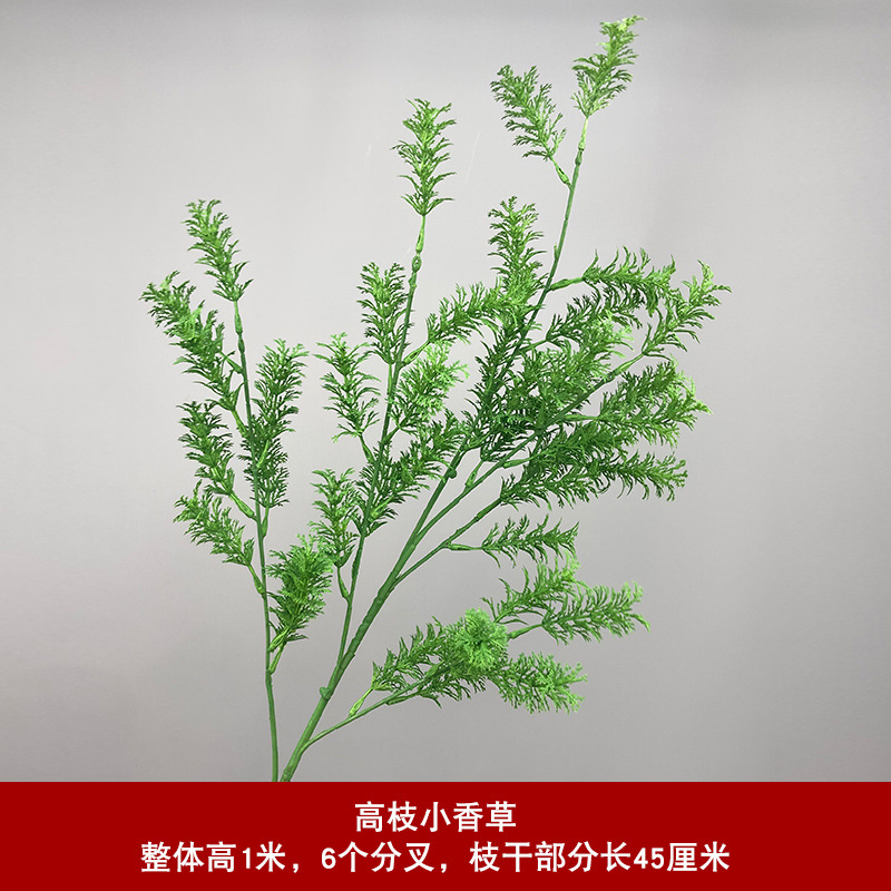 높은 가지 작은 허브 - 녹색
