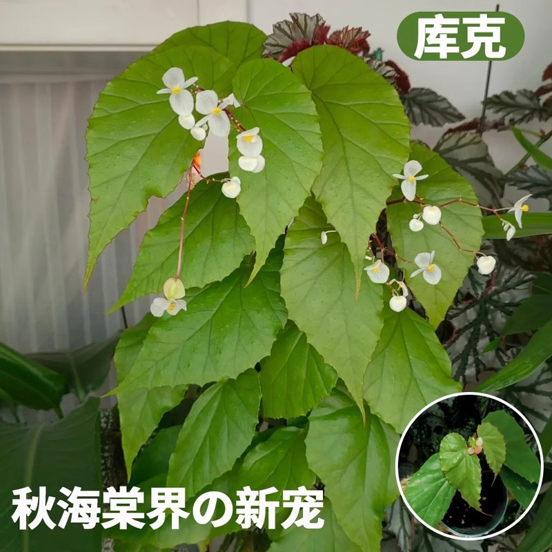 【qiu haitang’s new favorite】cook
