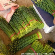 ̦·Nļ̦²˷NѸ̦²̦߲˷N