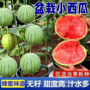 ���������۹�С�����џo��С�����̨ͥԺ�ļ��Nֲ����ˮ����