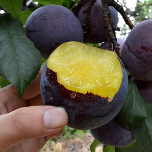 �������� �ڌ�ʯ������ �޽����Ә��� �ϱ����Nֲ����Y����