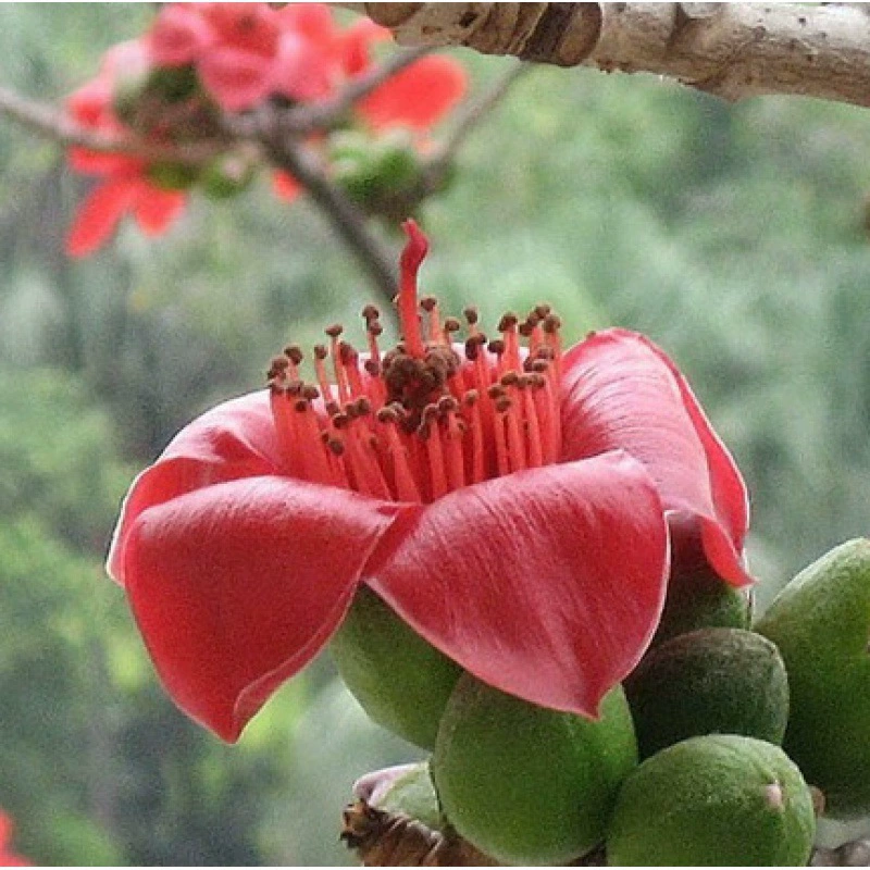 Новый Капок Семена Красивый Капок Рассада Дерево Виды