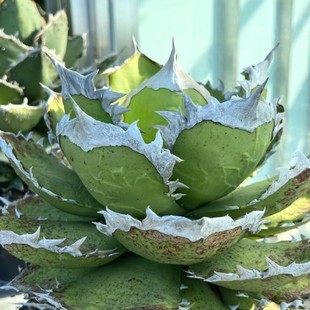 Bodhi Shark Sword Green Plant Potted Landscape Succulent Plant Greenhouse Wholesale Agave Cactus Euphorbia