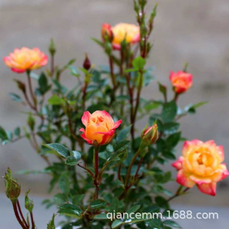 База поставляет миниатюрные розы в горшках с несколькими цветами