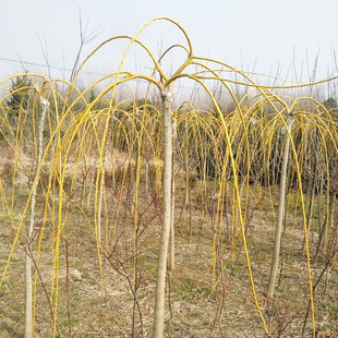 �������l�S�𴹻����� �S֦��������� ���~�����@�־G������