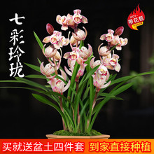 兰花苗建兰荷瓣七彩玲珑现带花苞出售室内有香味的花卉绿植盆栽