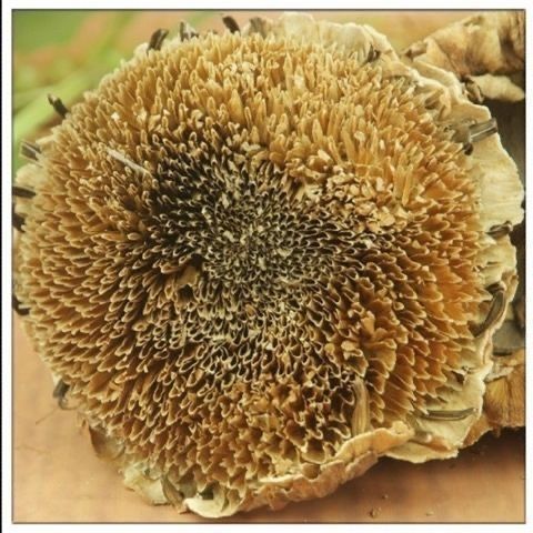 Dried Sunflower Flower Disc Kui Hua Pan 100g Sliced Herbal Material for Decoction and Tea key features