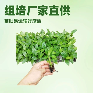直供室内观叶桌面绿植美酒白掌组培苗园林绿化小盆栽花卉四季常绿