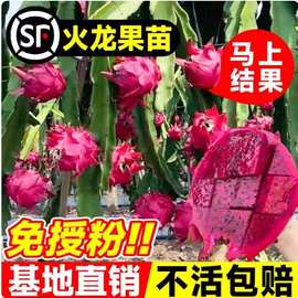 火龙果树果苗南方北方种植特大红肉红心火龙果苗盆栽地栽当年结果